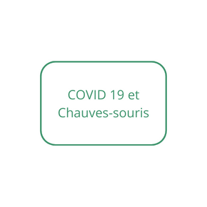 COVID 19 et Chauves-souris