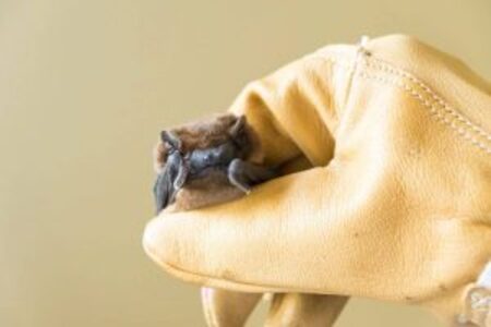 Des Noctules au CEDAF