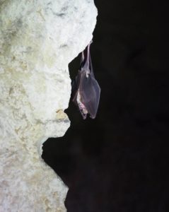 Une nouvelle espèce à Paris