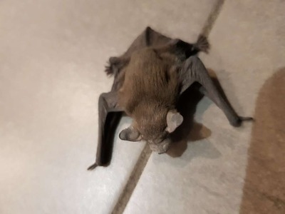 Adulte ou bébé Chauve-souris ?